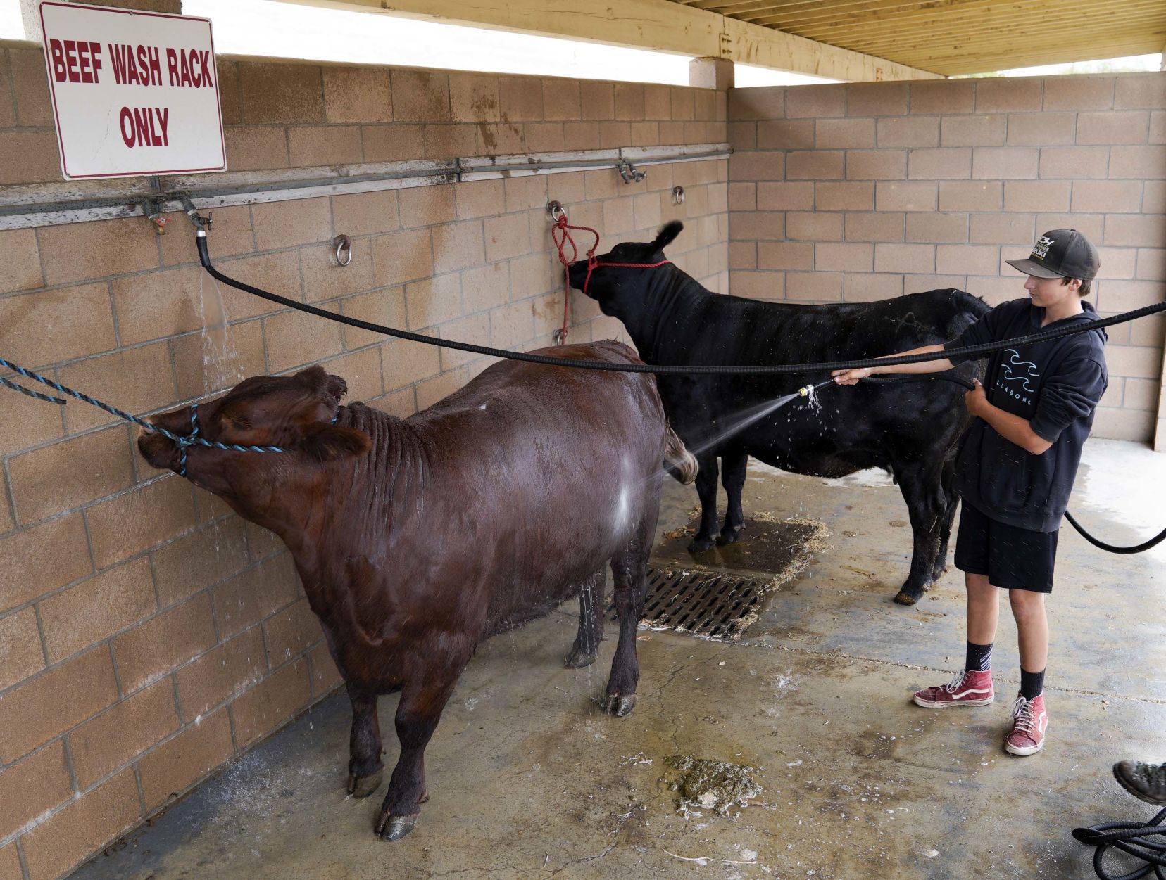 070719 Animals Arrive for Fair 07.jpg